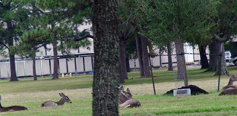 Deer hanging out on NASA grounds